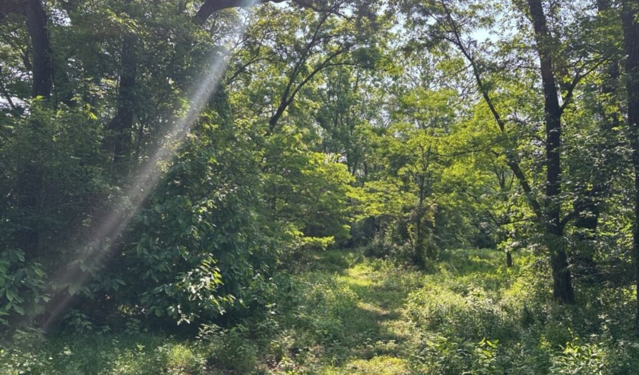 Un ingeniero compró una granja con todos sus ahorros: 70 años después, los castores regresaron y transformaron 25 hectáreas de un bosque