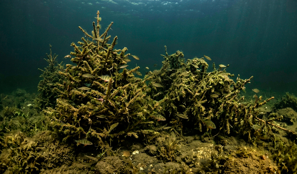 Sumergieron 1.500 árboles de Navidad en un lago y luego de 3 años descubrieron un sorprendente cambio en la biodiversidad del fondo