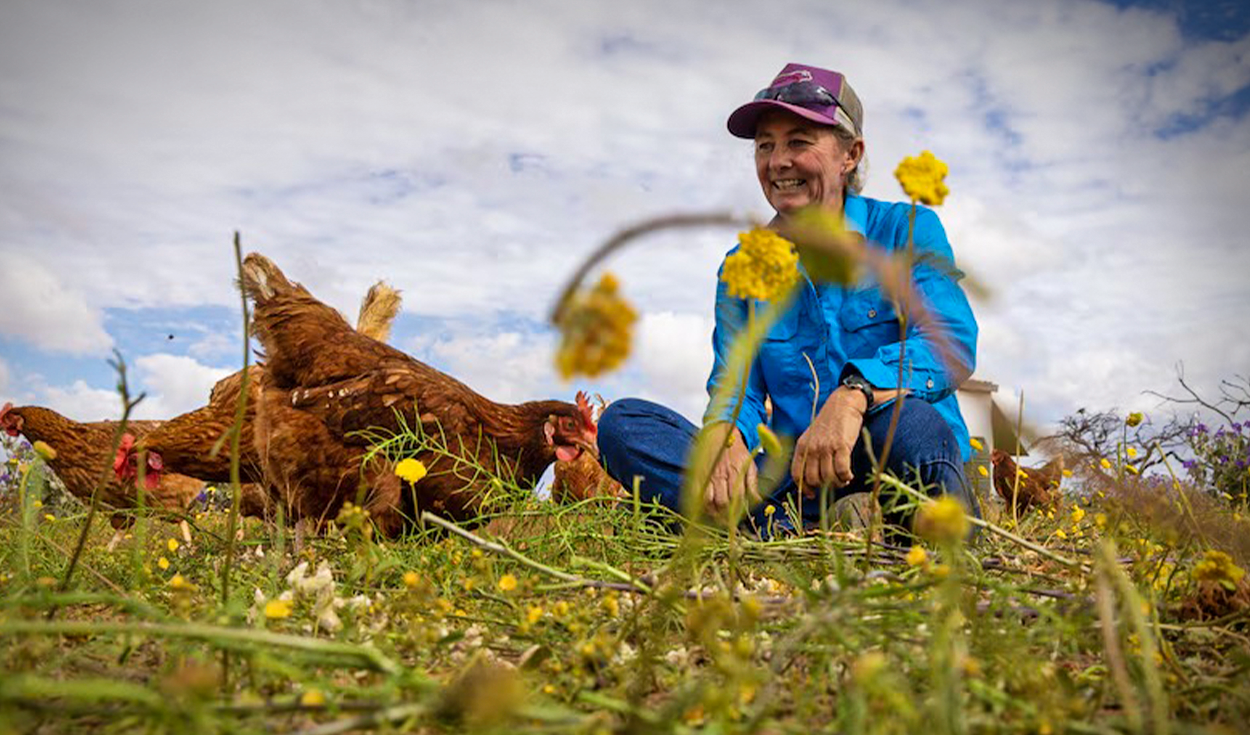 Introdujeron 150 gallinas en una enorme finca australiana y en menos de 3 años observaron más agua en el suelo y flores rosas