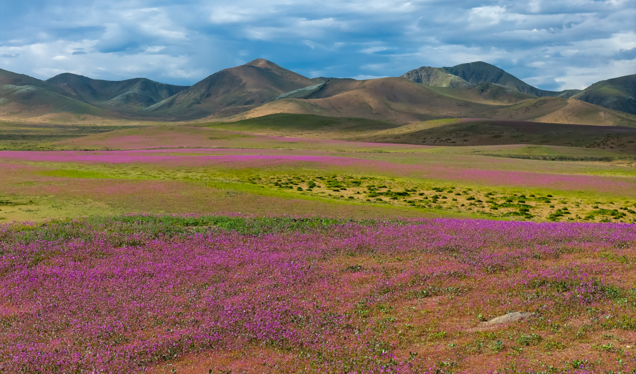 El desierto de Atacama en Chile está repleto de brillantes flores silvestres gracias al fenómeno Súper El Niño: más de 200 especies de plantas
