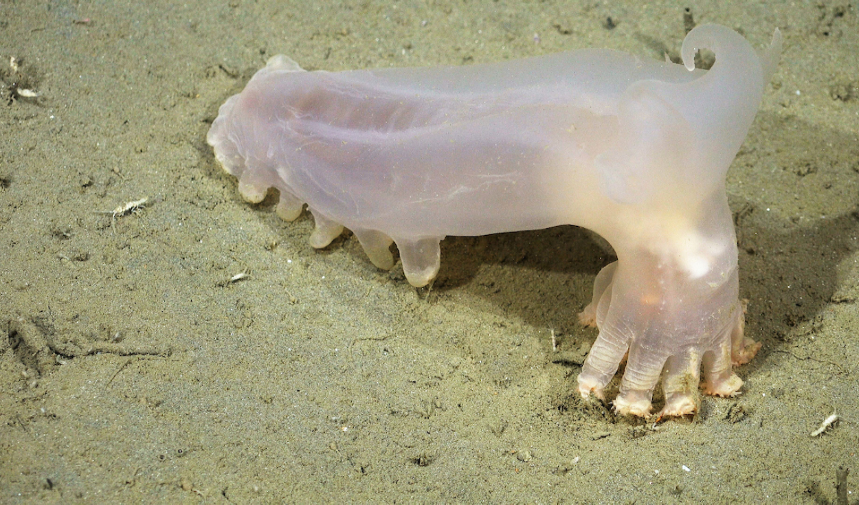 Científicos identifican 57 nuevas especies de aguas profundas en los cañones submarinos de Mar del Plata: incluye un pepino de mar translúcido