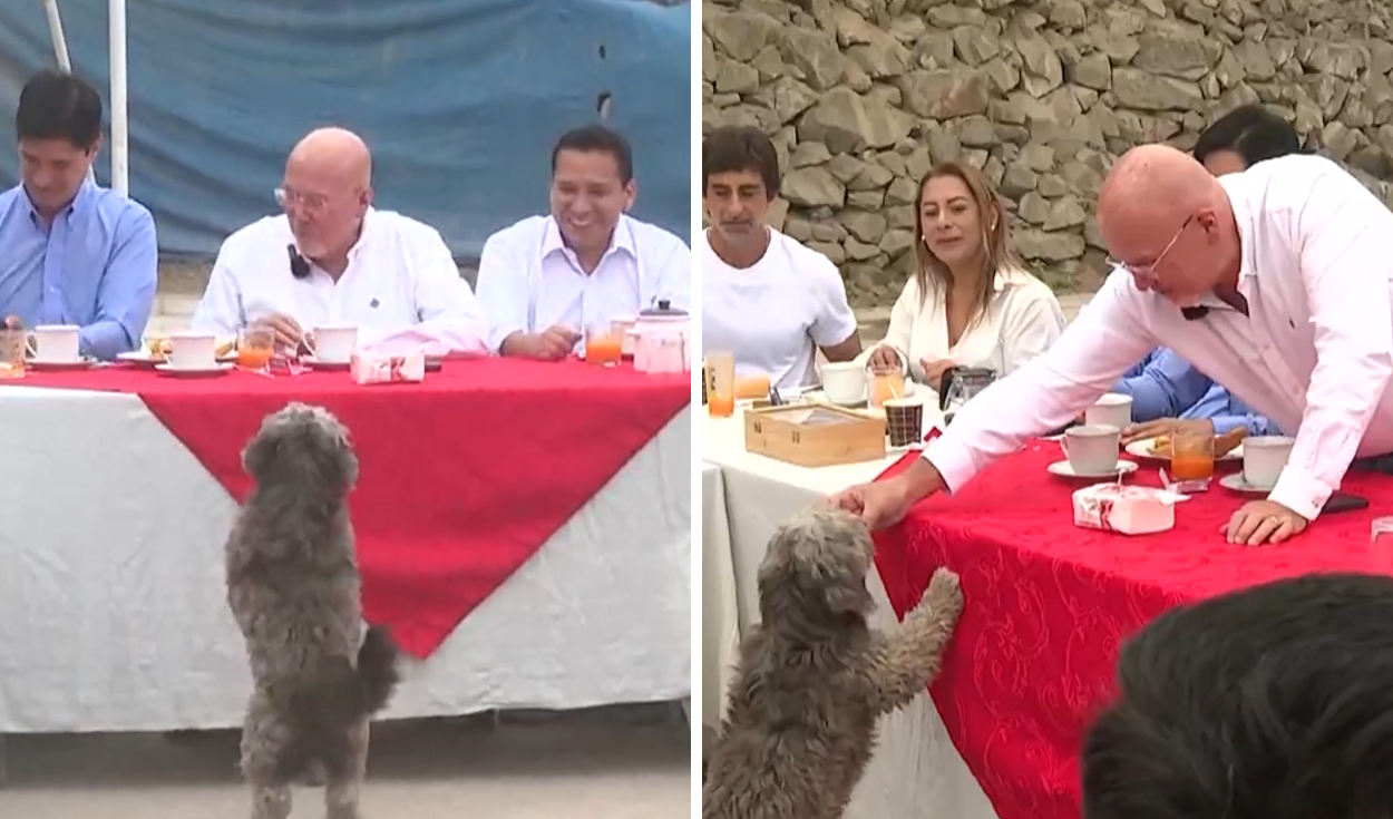 Perrito interrumpe desayuno electoral de Carlos Bruce y asistentes reaccionan dándole de comer en VMT