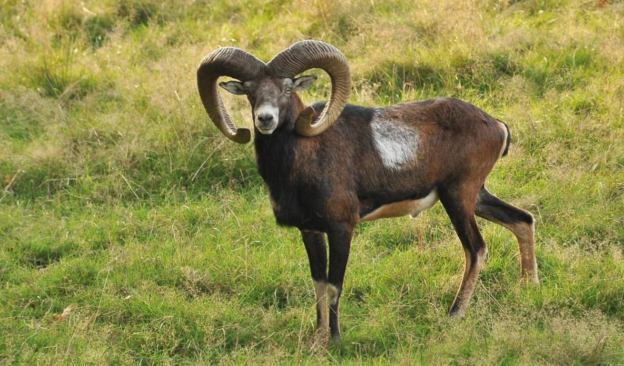 Llevaron cabras salvajes a una isla de España para cazarlos y más de 50 años después se convirtieron en una amenaza para la flora del lugar