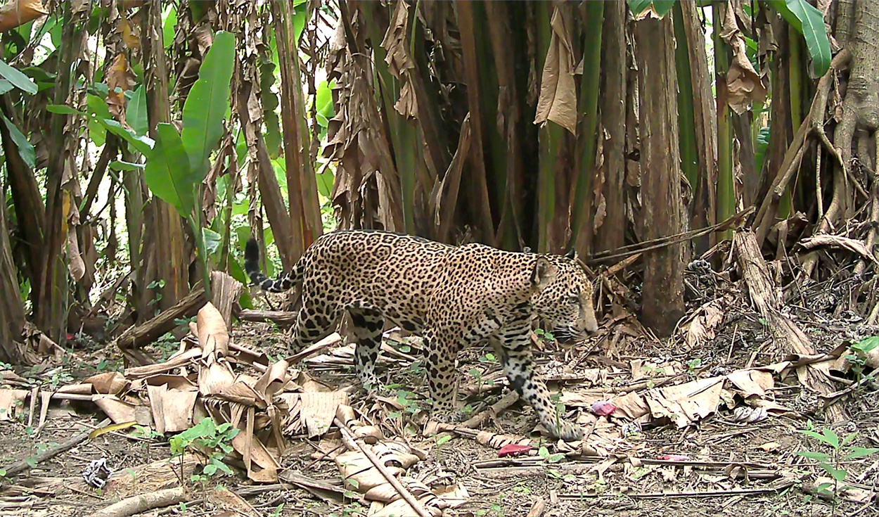 Una cámara de vigilancia para la vida silvestre en la selva captura una imagen que solo se ve una vez cada década