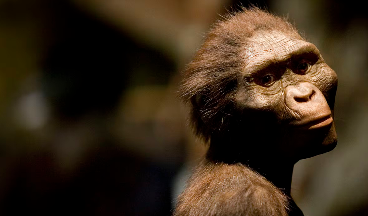 Un investigador propone incluir a Lucy al mismo género de humanos modernos y reorganizar nuestro árbol genealógico
