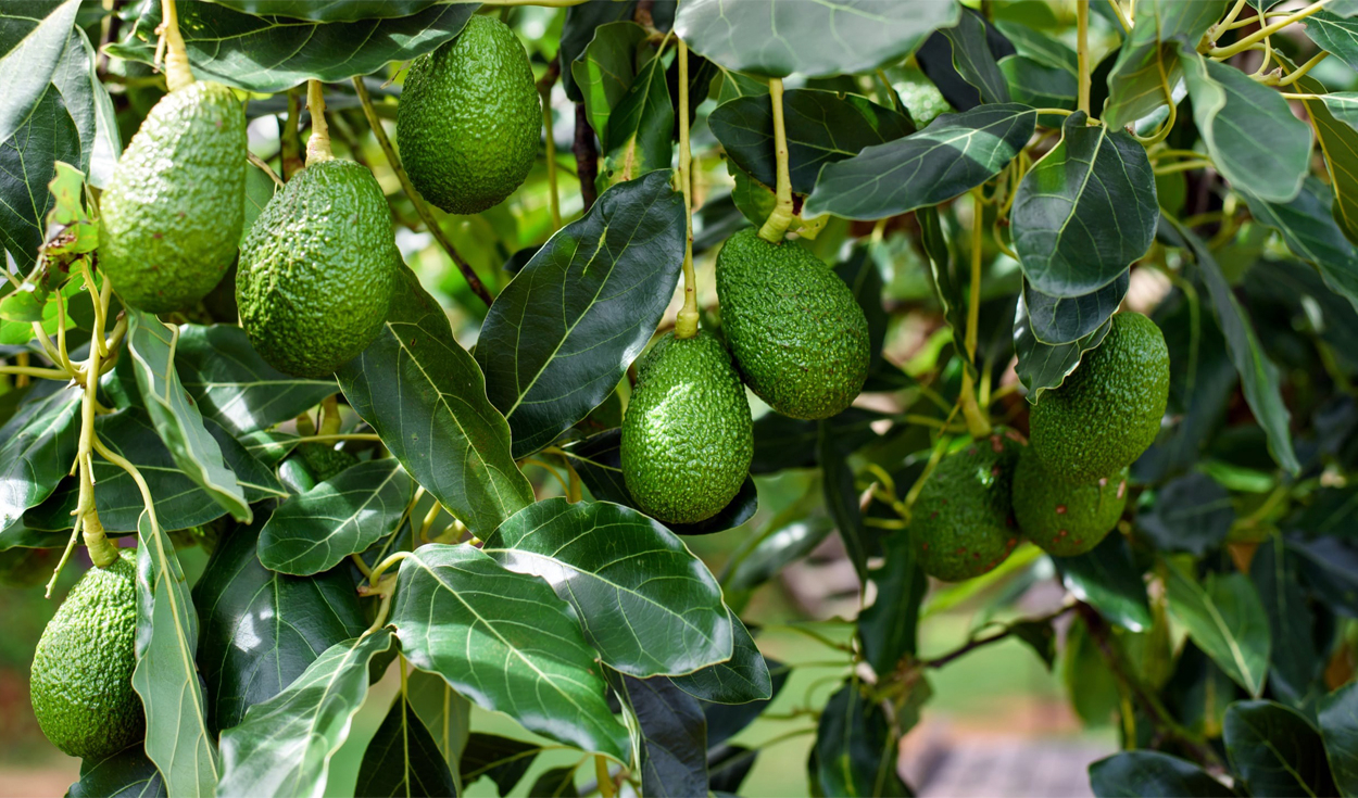 Este país de América Latina vence la guerra de la palta: ya domina en Europa y empieza a ganar terreno frente a México en EE. UU.