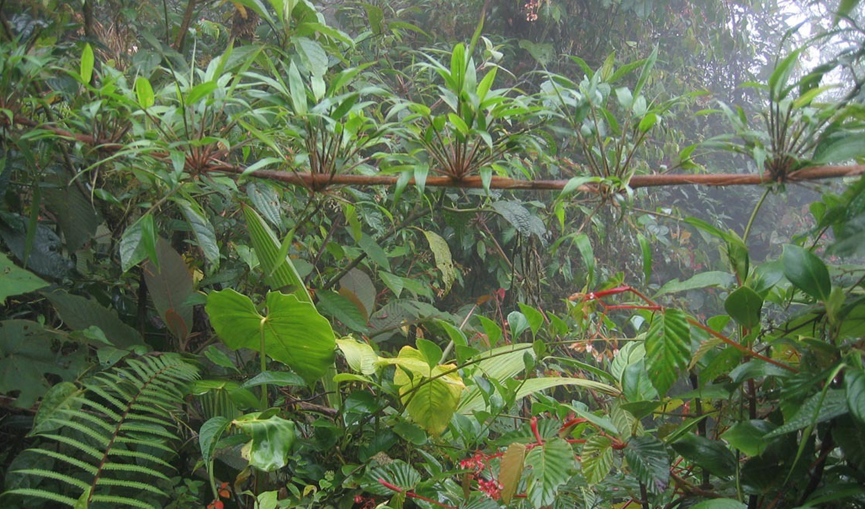 Plantaron más de 50.000 árboles en una antigua zona ganadera de Costa Rica y 24 años después regresaron los animales