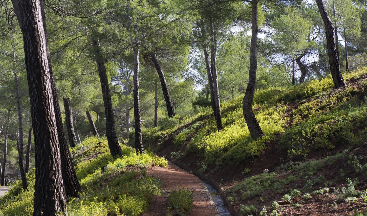 Un ingeniero español reforestó 5.000 hectáreas a cañonazos en 1889 y 135 años después es uno de los grandes pulmones verdes de Murcia
