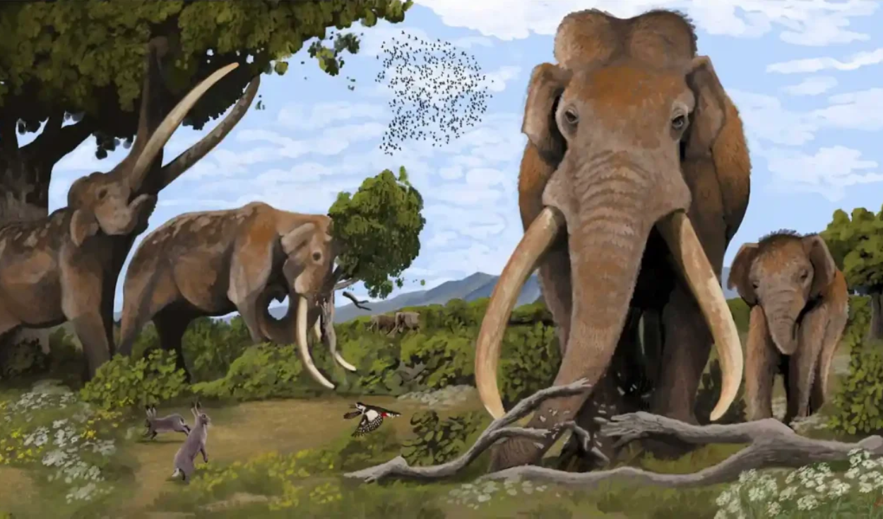 Un diente de elefante de 700.000 años de antigüedad revela un ecosistema perdido que compartieron los primeros humanos