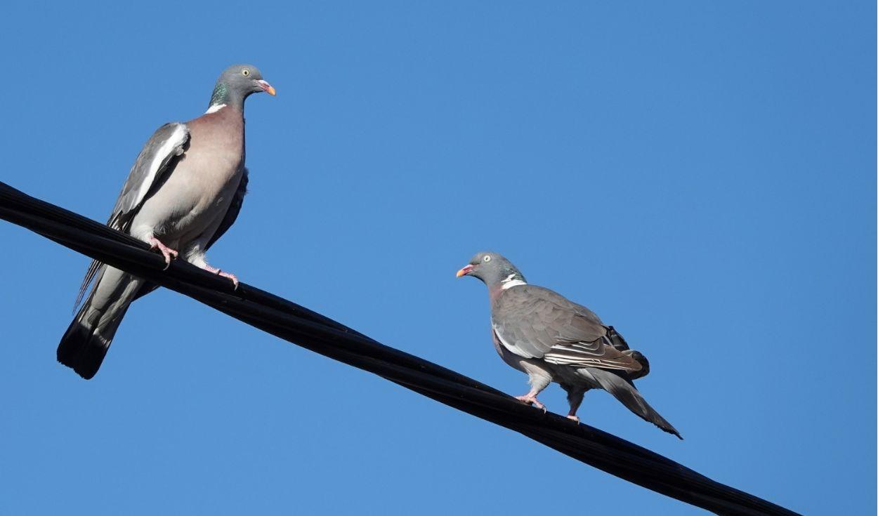 ¿Por qué los pájaros no se electrocutan al posarse sobre cables de alta tensión? La respuesta está en una clave de la física