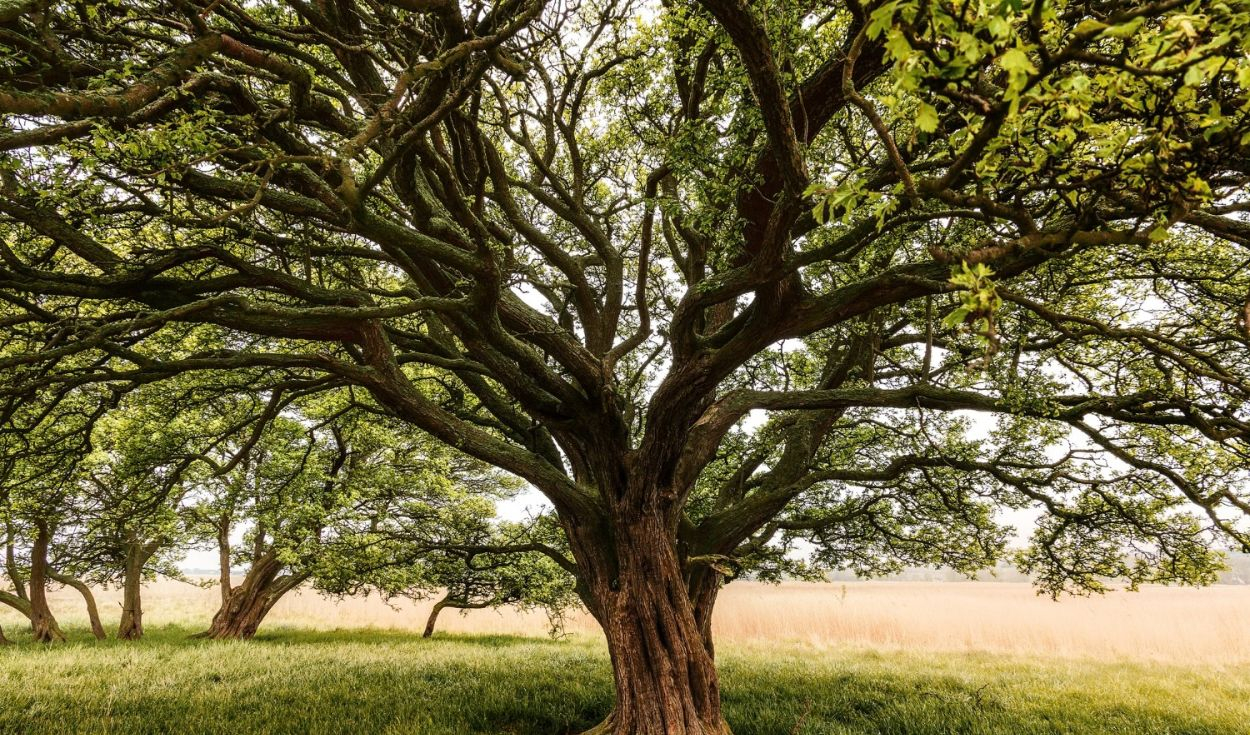 Qué significa el proverbio chino "Un árbol torcido vive su propia vida, pero un árbol recto se convierte en madera" y qué enseña sobre la libertad