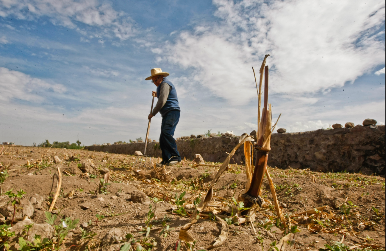 El Niño golpeará por partida doble: lluvia extremas en la costa norte y déficit hídrico en el agro sur