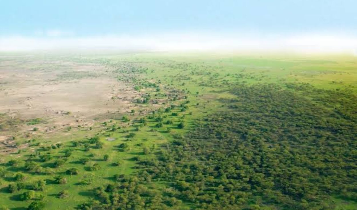 África quiere crear su propio Amazonas con una inversión de US$33.000 millones: se usará 100 millones de hectáreas para detener la desertificación