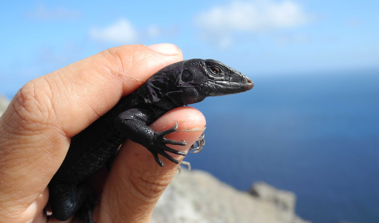 Dragón terrestre de Redonda (Ameiva atrata), una especie endémica que solo se encuentra en la isla de Redonda. Foto: Jenny Daltry/Fauna & Flora International.
