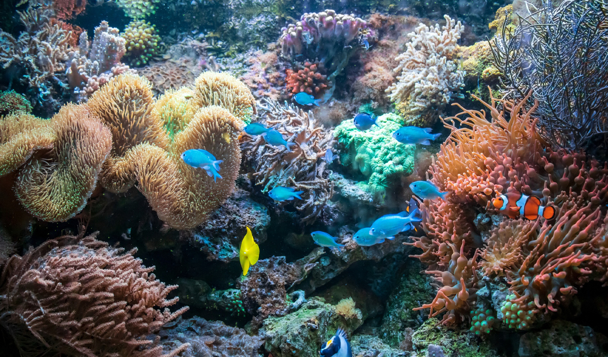 Australia recuperó sus praderas marinas tras un ciclón y grandes inundaciones, pero los científicos descubrieron que los peces ya no eran los mismos