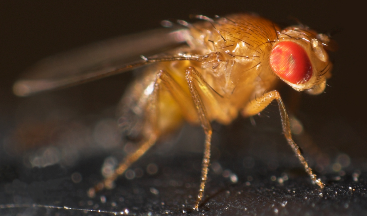 Los mosquitos de fruta (Drosophila Melanogaste) fueron sometidos a un experimento de hipergravedad. Foto: Wikimedia