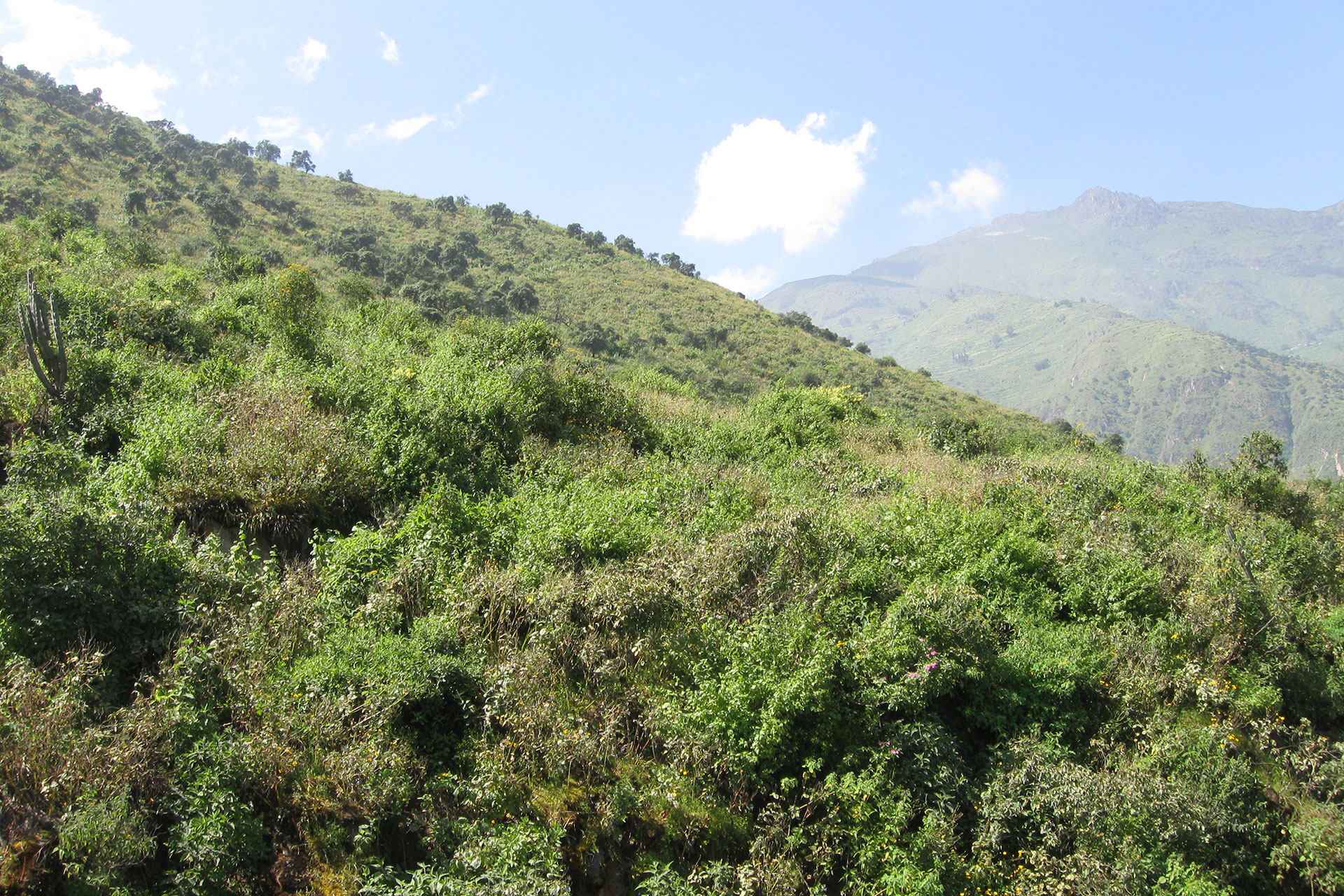 La Salvia messii fue calificada en categoría En Peligro de extinción. Foto: Paúl Gonzáles