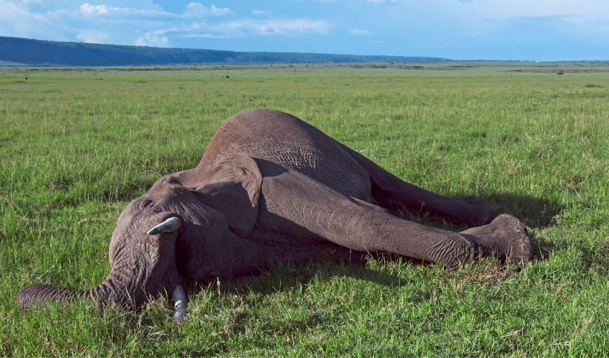 Cuando muere un elefante, su cadáver transforma la naturaleza de manera sorprendente, incluso después de varios años