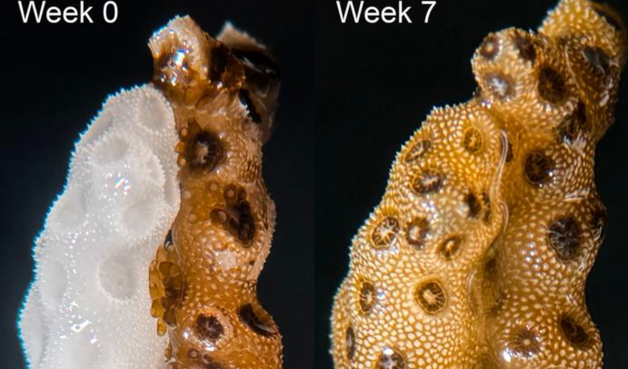 Científicos demuestran que un breve contacto físico entre corales sanos y blanqueados puede ayudarles a restaurar el color