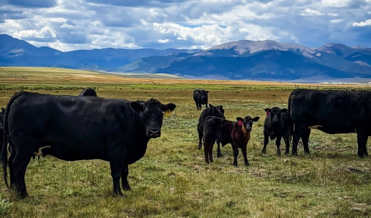Hace 14 años compraron un rancho en ruinas en Estados Unidos: hoy es un refugio para la vida silvestre y un ejemplo de ganadería sostenible