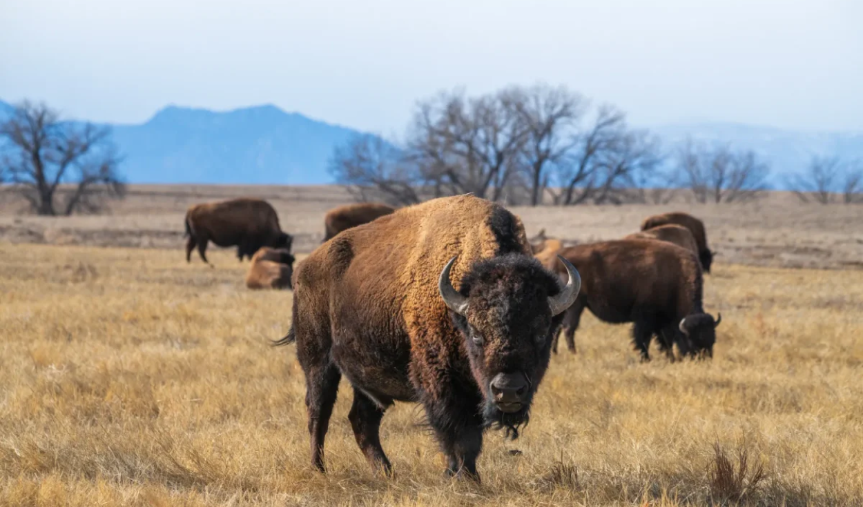 En 1993 se liberaron 300 bisontes en una pradera de Oklahoma y ahora deambulan más de 2.000 ayudando a proteger todo un ecosistema