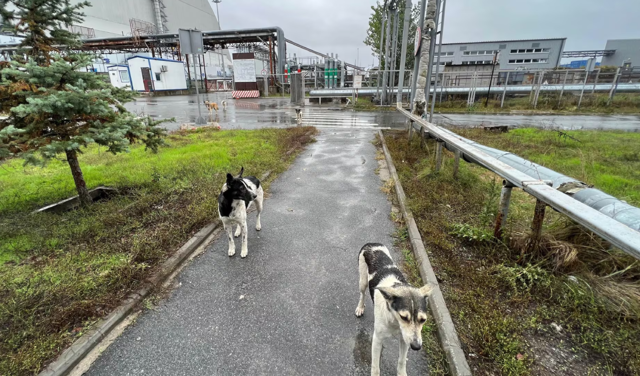 En 1986, la explosión del reactor de Chernóbil obligó a que los perros fueran abandonados por sus dueños; décadas después, estos formaron grupos genéticos distintos