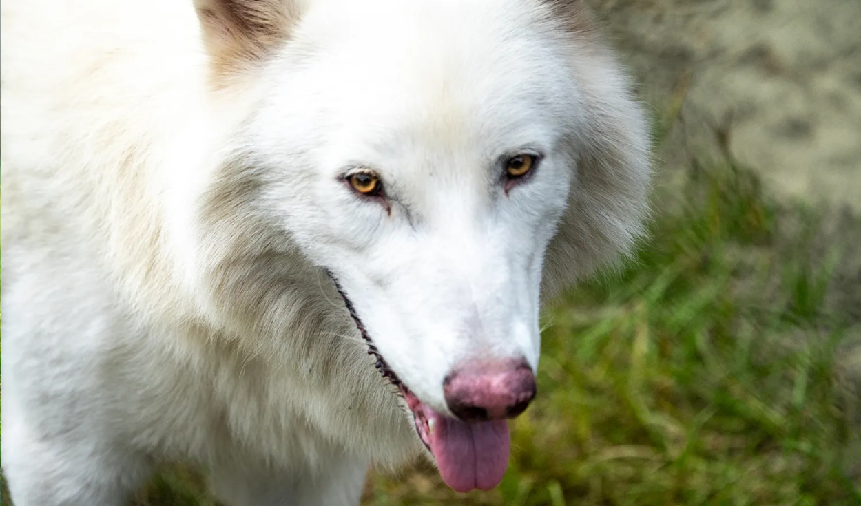 Primer plano de Khaleesi, la loba huargo, con la lengua fuera. Foto: Colossal Biosciences