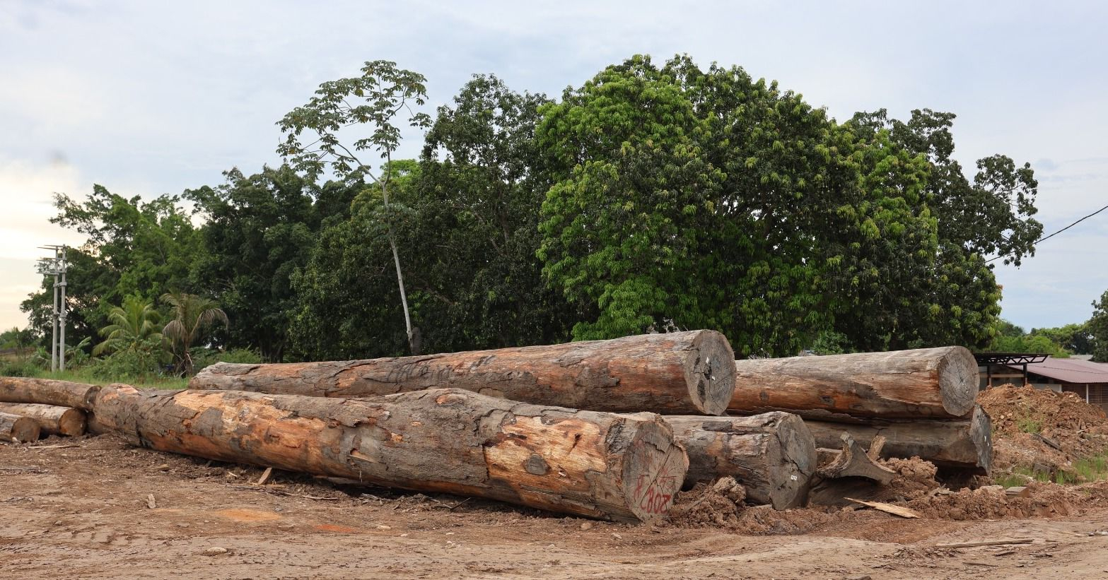 Expoamazónica Ucayali 2026: Proponen uso de madera 100% amazónica para albergar a familias afectadas por El Niño