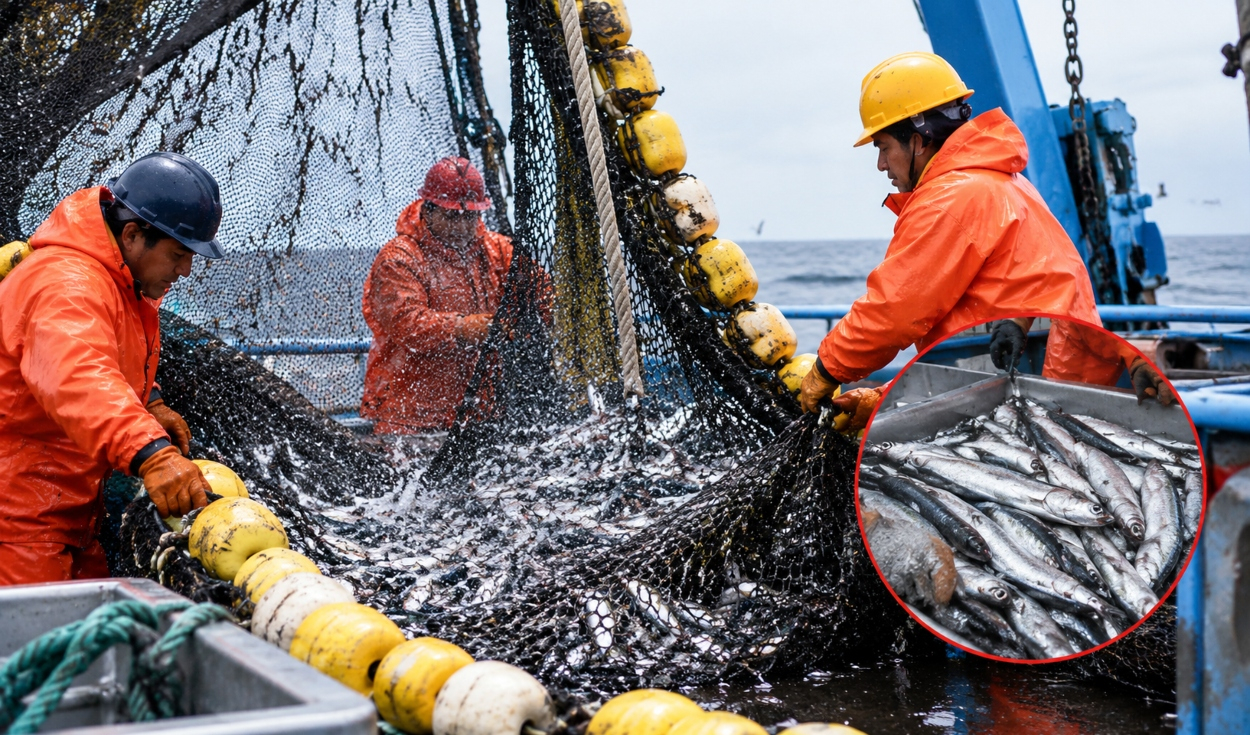 Produce autoriza pesca exploratoria de anchoveta blanca por 15 días ante el desarrollo de El Niño