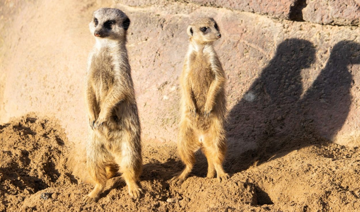 Buscan voluntarios para vivir en Sudáfrica y estudiar animales salvajes: ofrecen alojamiento, comida y formación científica