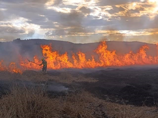 Incendios forestales: Las consecuencias y la desatención