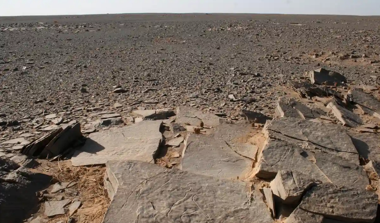 Losa grabada del complejo de arte rupestre de Sluguilla Lawash, cerca del monumento, que representa un bovino y un avestruz. Foto: African Archaeological Review