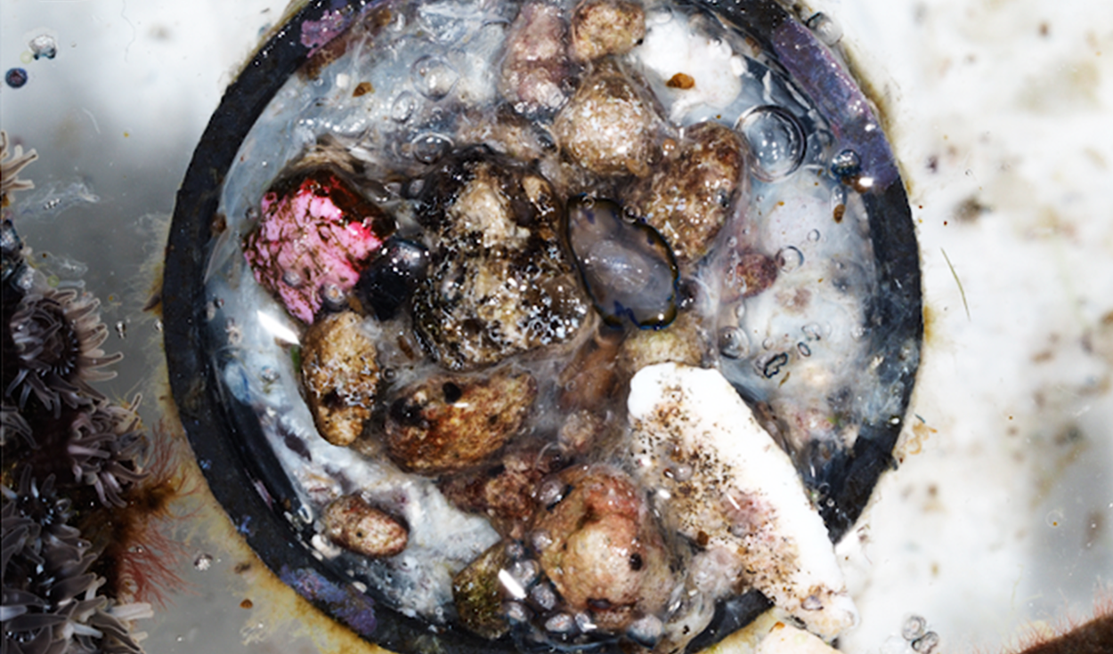 Encuentran un ecosistema marino con 307 criaturas que viajaron en una tapa de botella desde Filipinas hasta la costa de Japón