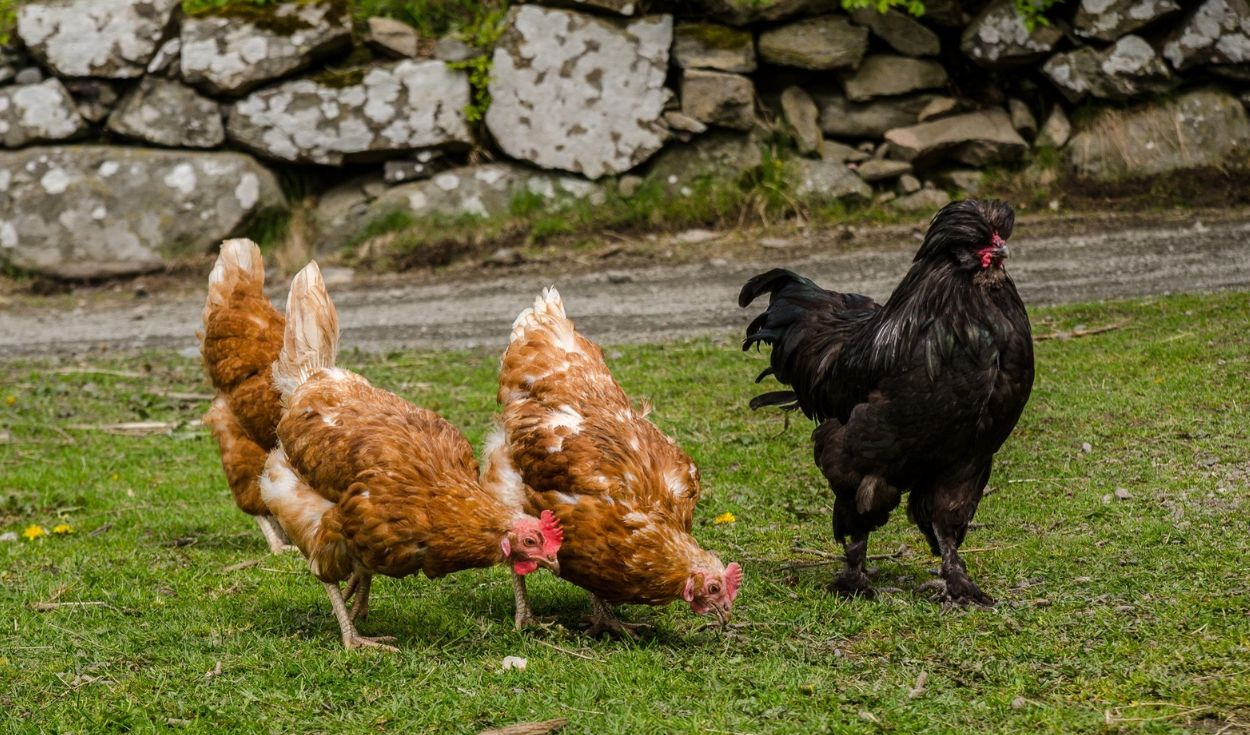 Tiene 62 años, cría 115 gallinas resistentes al frío extremo en la ciudad más austral del mundo y produce huevos azules para restaurantes de alta cocina