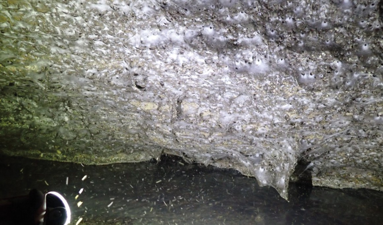 Una telaraña de 106 metros cuadrados descubierta en una cueva subterránea es el refugio de más de 111.000 arañas