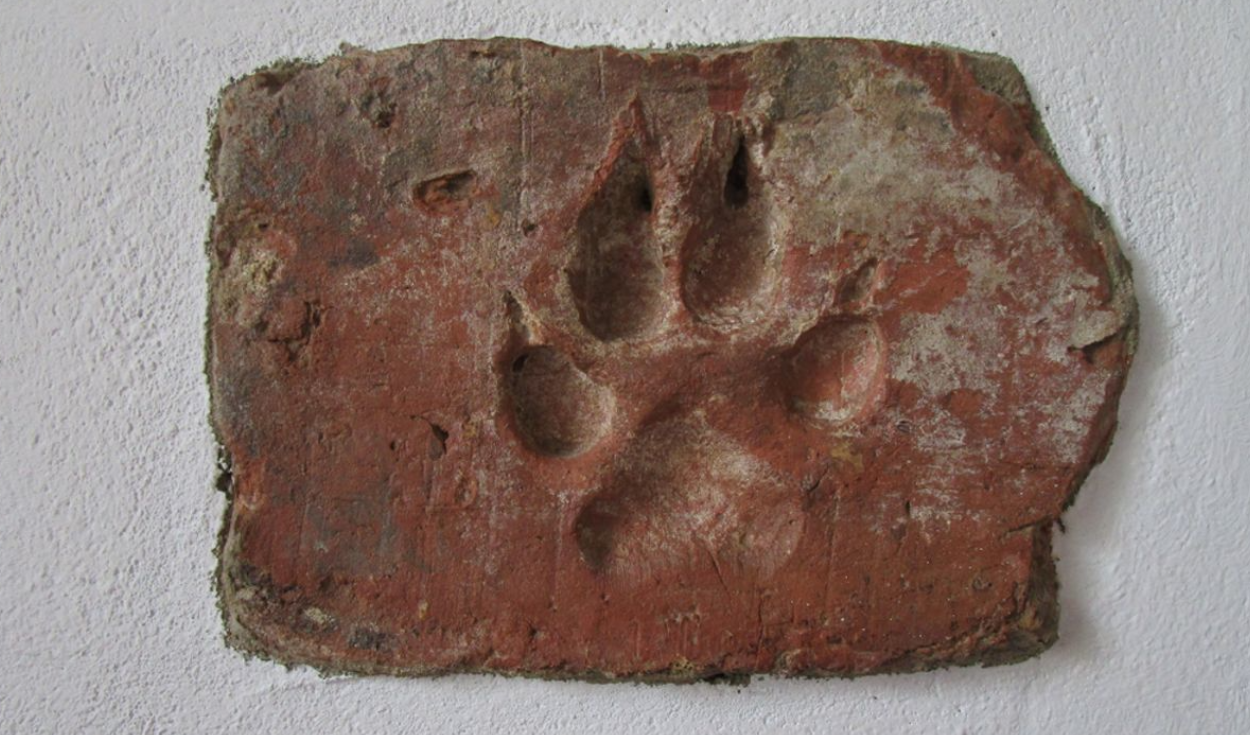 Descubren huellas de patas de perro de hace 4.000 años en el ladrillo de adobe en una casa incendiada de la Edad del Bronce