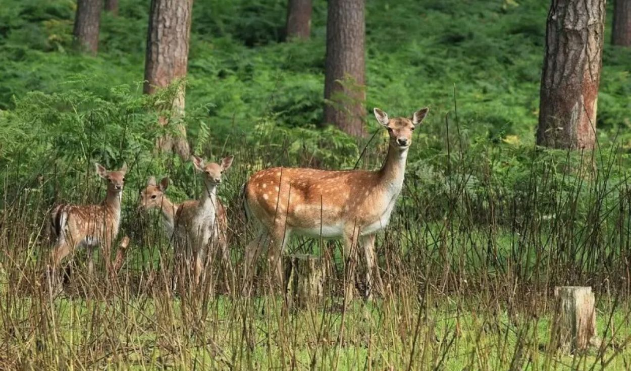Este país de América Latina importó ciervos desde España para fomentar la caza: más de un siglo después, generan preocupación por su impacto ambiental