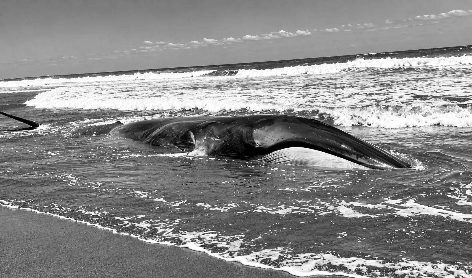 No pudieron salvarla: muere ballena juvenil varada cerca de la Reserva Nacional Lagunas de Mejía en Islay