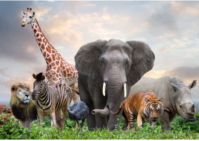 Animales